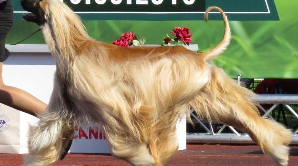 Top 10 cele mai scumpe rase de câini GALERIE FOTO