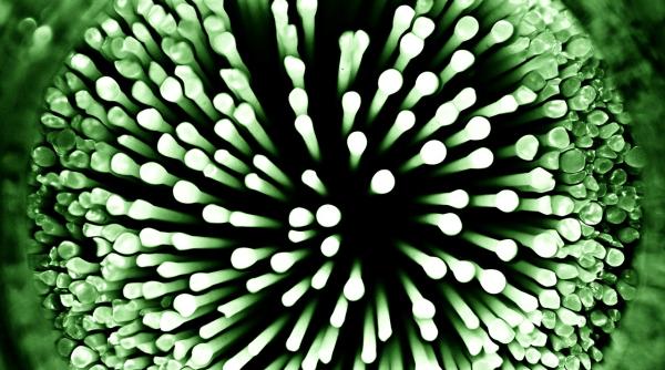 Doctor român: Trei lucruri pe care nu le știai despre flora intestinală