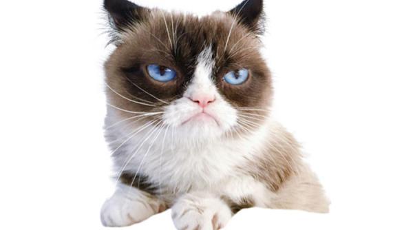 A murit cea mai faimoasă pisică. Afacerea din jurul Grumpy cat