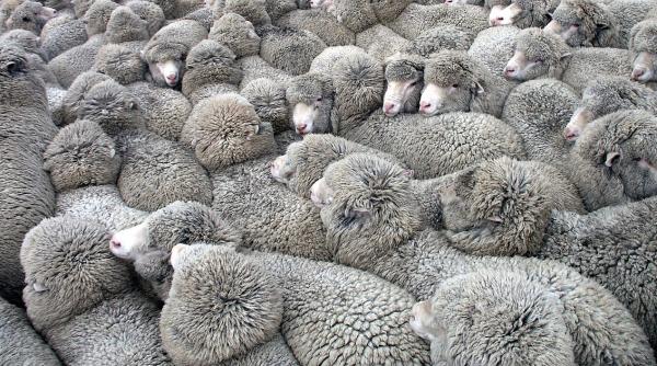 ”Lâna de aur”, bogăția uitată a României, revitalizată de Guvern 