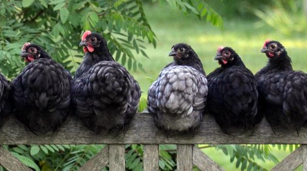 Găina rezistentă la grupa aviară, rezultatul editării genetice