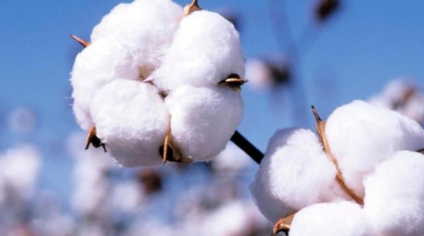 Piața mondială a bumbacului. De ce crește cursul?
