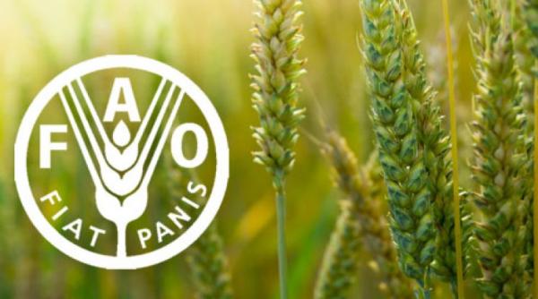 Trei candidaţi în cursa pentru postul de director general al FAO 