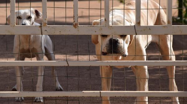 Ce riști dacă îți plimbi câinele fără botniță și lesă