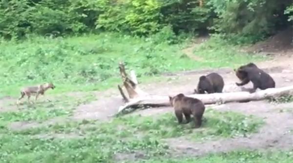 Interacțiune surprinzătoare. Un lup se plimbă nestingherit printre urși VIDEO