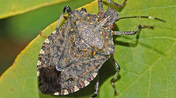 Invazie de gândaci puturoși! Adoră canicula!