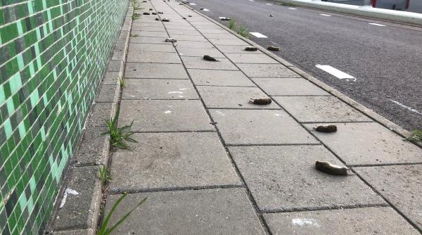 Șoarecii din Olanda se sinucid în masă. Ce spun specialiștii