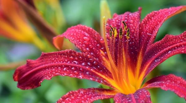 Un român a inventat ghiveciul inteligent. Își udă singur florile