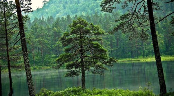 Pădurile din România dobândesc statut oficial. Decizia Romsilva