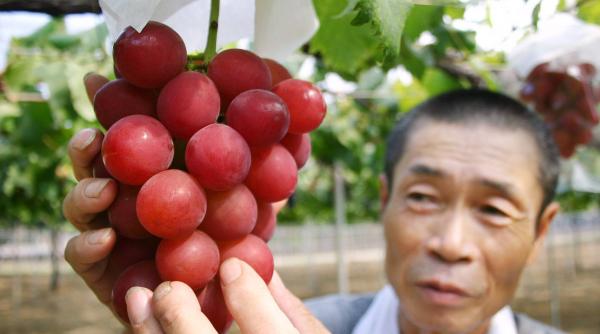 Prețuri în Japonia. O sumă impresionantă pentru un strugure