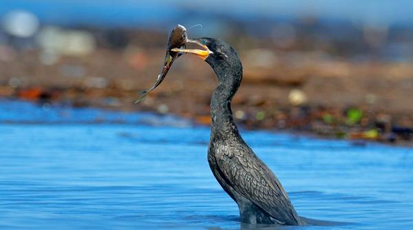 România a cerut reducerea efectivelor de cormorani la CE 