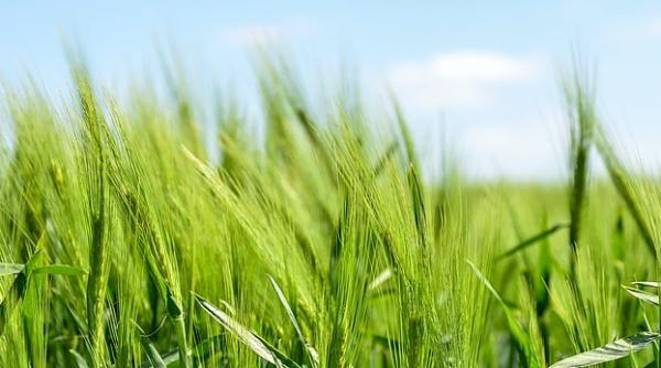 Rusia vrea să investească 70 de miliarde pentru agricultură