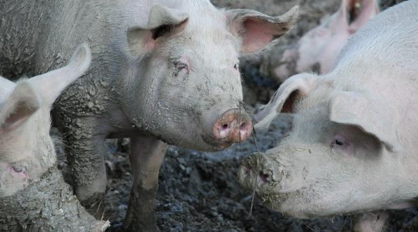 Cinci noi focare de pestă porcină în sudul României