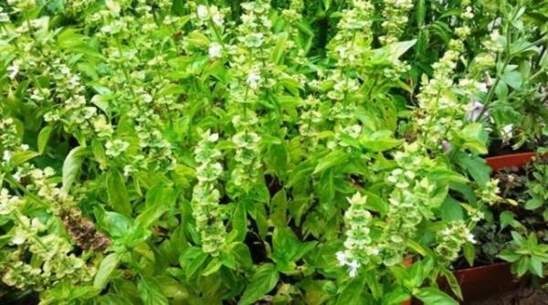 Busuiocul de Buzău. Mirodenia mai puțin cunoscută cu aromă de lămâie