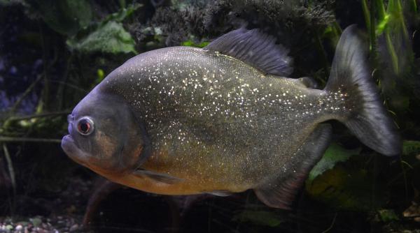 Piranha într-un lac din Maramureș. Pescarul a rămas șocat