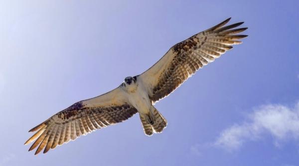 Pasărea de pradă de la Airbus, un avion care arată ciudat VIDEO