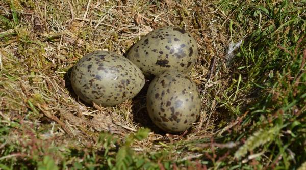 Descoperire incredibilă! Ce se întâmplă într-un cuib cu ouă