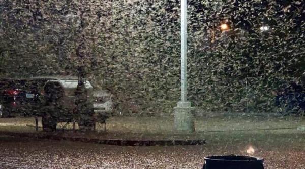 Invazie de lăcuste în... Las Vegas. Ce le atrage VIDEO