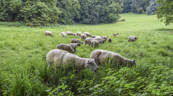 Oierii, nevoiți să distrugă cantități uriașe de lână