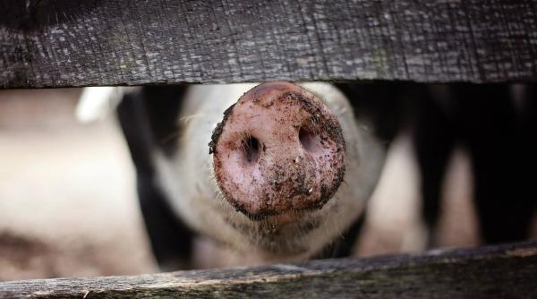 Bulgarii asigură că au luat toate măsurile împotriva pestei porcine