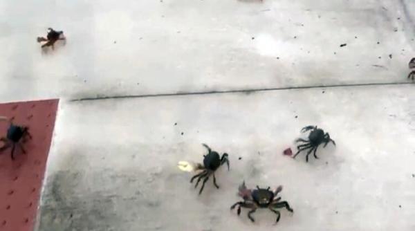 Invazie de crabi în Florida VIDEO