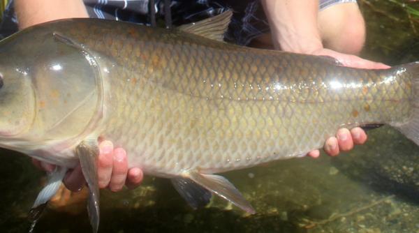 Cel mai bătrân pește de apă dulce are 112 ani