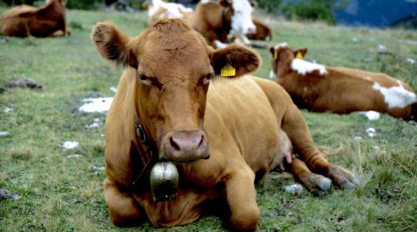 Hoții dau iama în talăngile vacilor din Alpii Austrieci