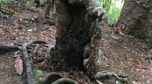 A fost descoperit arborele vampir