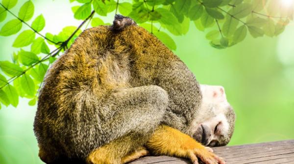 Revolut facilitează donațiile pentru pădurea Amazoniană