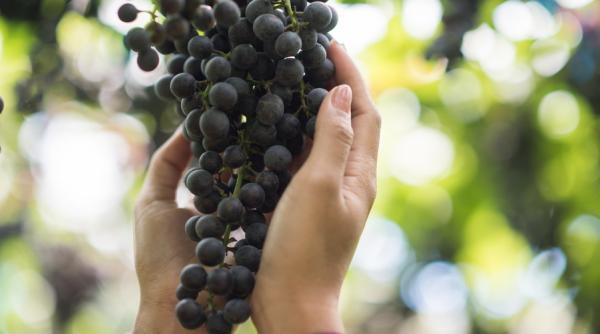 Vrancea. 180 de viticultori nu reușesc să ajungă pe piața externă. Care este soluția