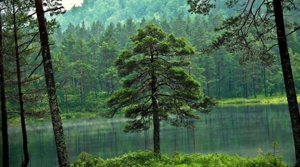 Canadienii au salvat 810 hectare de pădure. Un exemplu de urmat