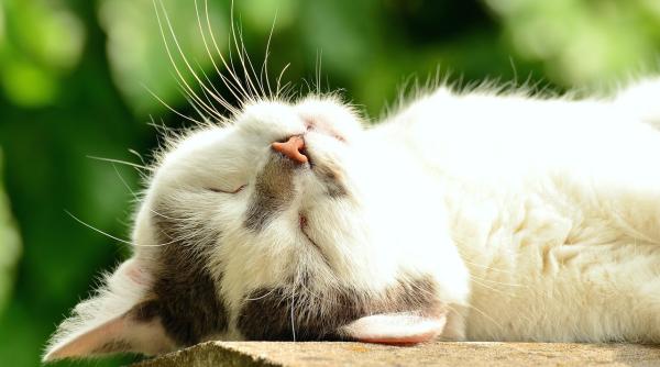 Poveștile celor mai bogate animale din lume