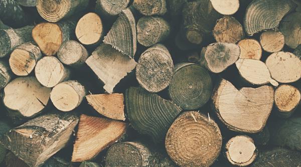 Pericole cu care se confruntă pădurarii