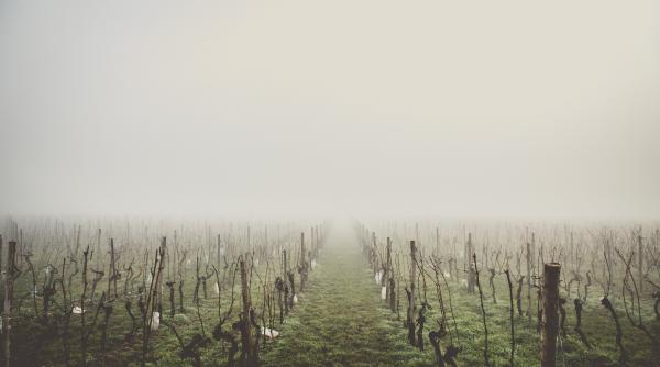 Cele mai bune idei de afaceri la țară