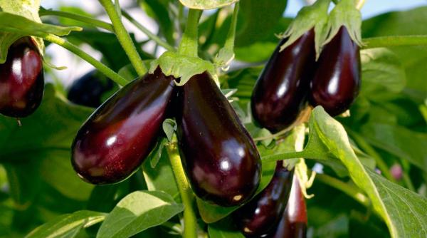 Bani pentru fermieri. 1000 euro pentru fiecare 1000 mp cultivați. Condiții