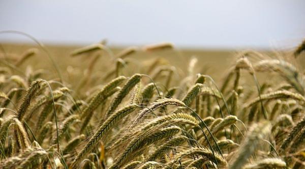 An agricol dificil! Ce a afectat recoltele