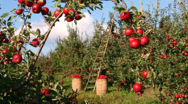 România, printre marii producători de fructe ai Europei