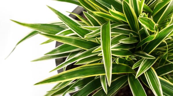 Plantele care te apără de alergii. Trebuie să le ai