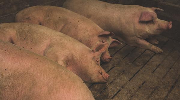 Chinezii s-au pus pe crescut porci uriași