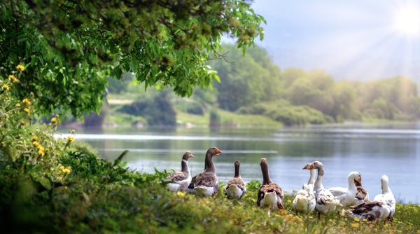 Află ce afacere poți să-ți deschizi în mediul rural