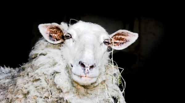 Daea anunță construirea unui centru modern de colectarea lânii