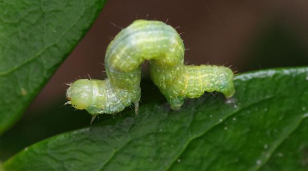 Descoperire uimitoare: omida care vede cu pielea