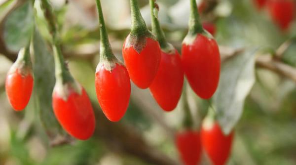 Vrei să începi o afacere cu goji? Află cele 5 avantaje