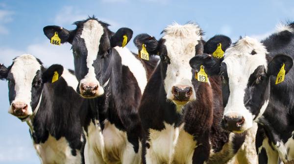 Vacile europene salvează Rusia lui Putin. Planul Moscovei