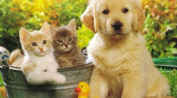 Amenzi uriașe pentru cei care nu-și declară animalele de companie