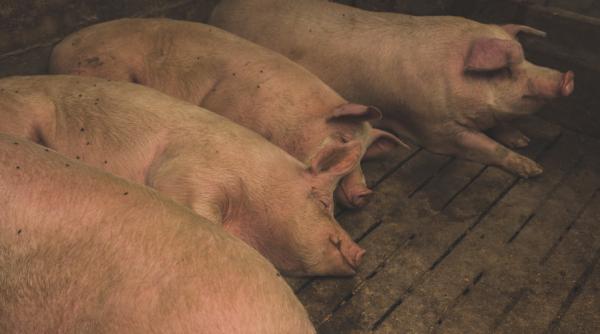 Comisia Europeană nu a interzis României exportul de carne de porc