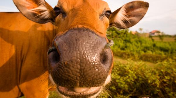 Strania moarte a vacilor de pe un câmp cu eoliene