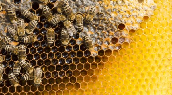 Business în domeniul apicol! Preț, investiție și profit