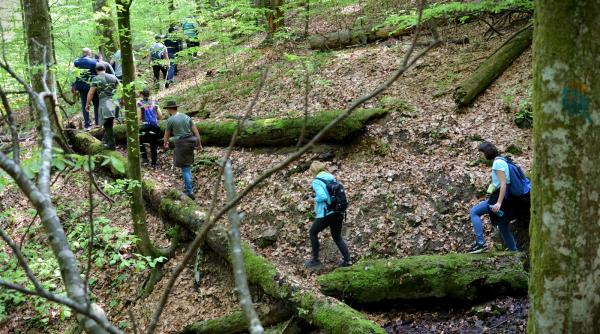 O pădure seculară din Maramureș, patrimoniu UNESCO, poate fi vizitată