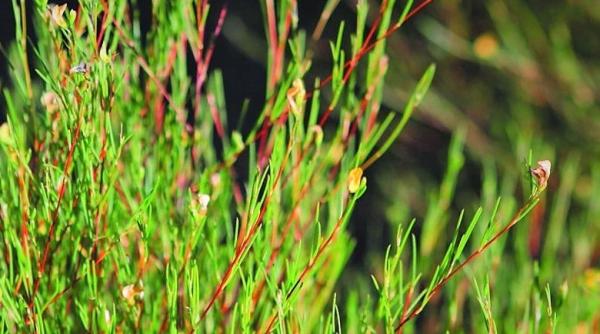 Planta care a făcut fericită o populație întreagă din Africa de Sud